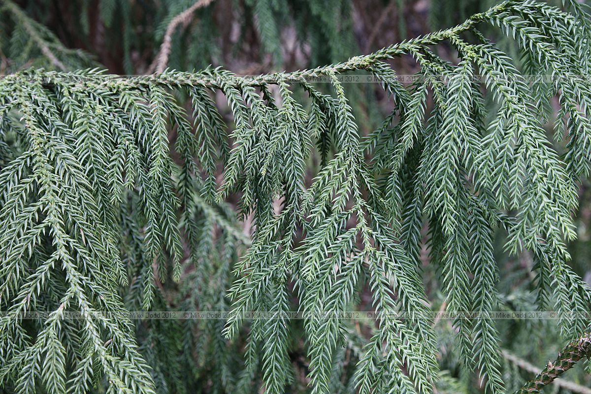 Taiwania cryptomerioides