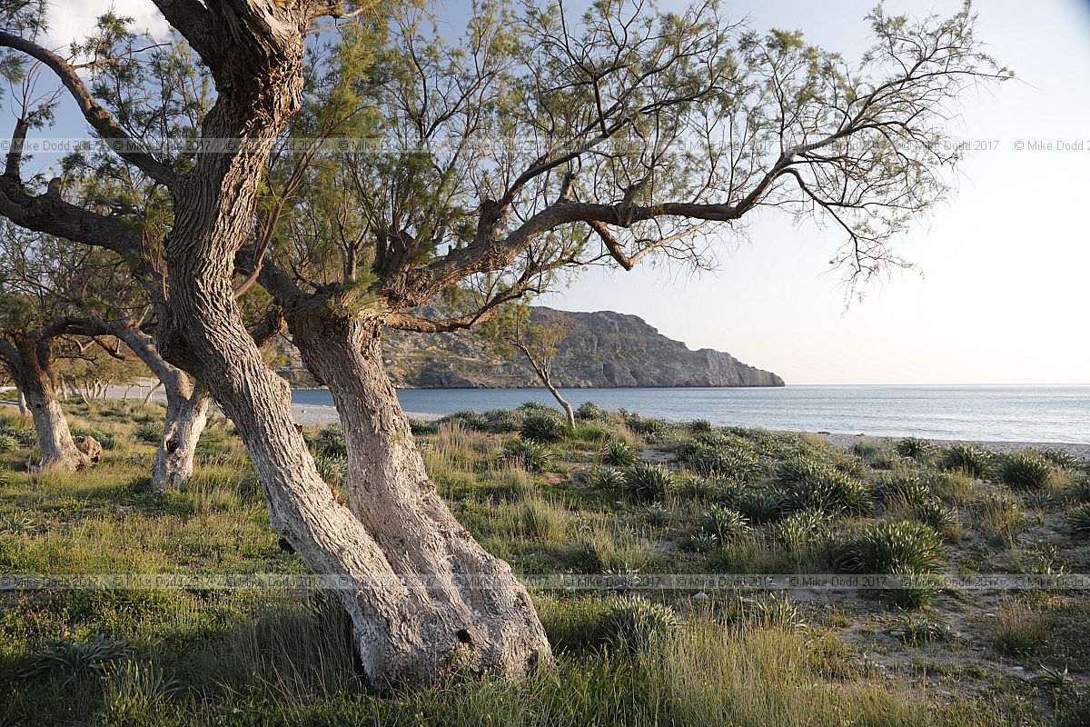 Tamarix smyrnensis sunset