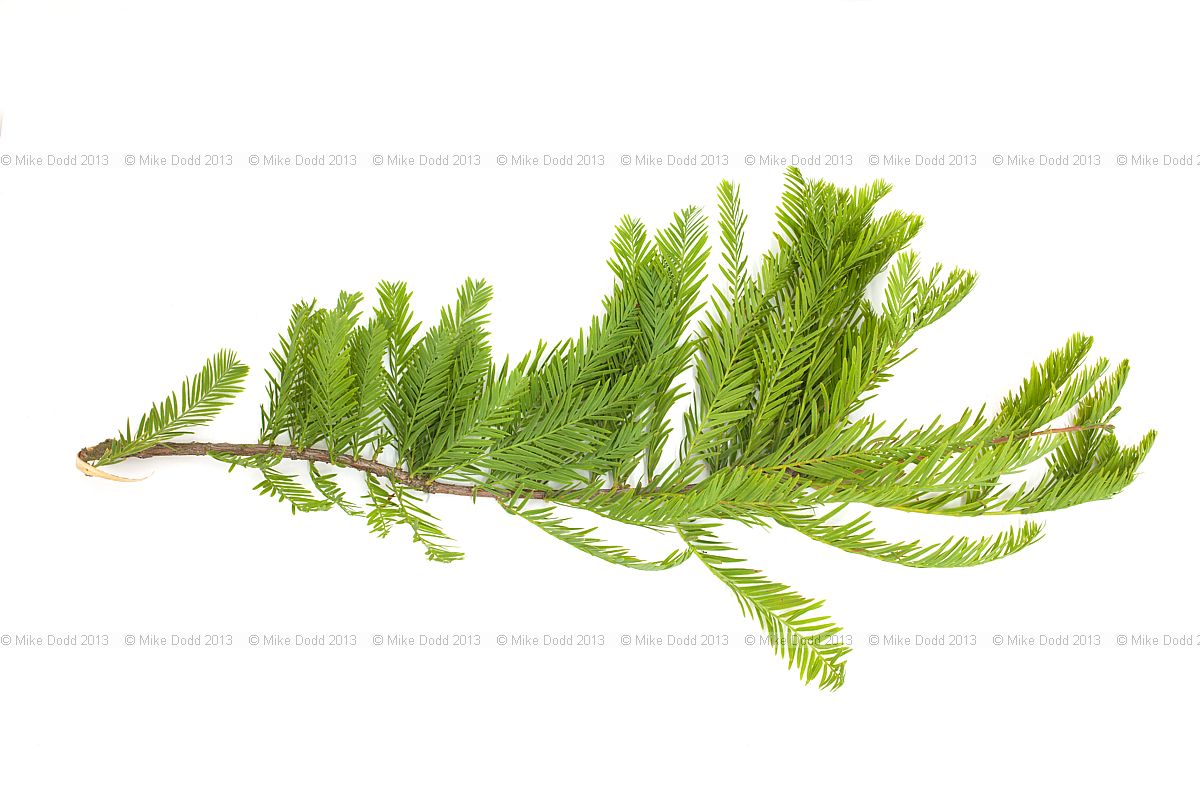 Taxodium distichum Swamp Cypress