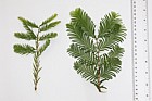 Taxodium distichum Swamp Cypress on left Metasequoia glyptostroboides Dawn Redwood on right