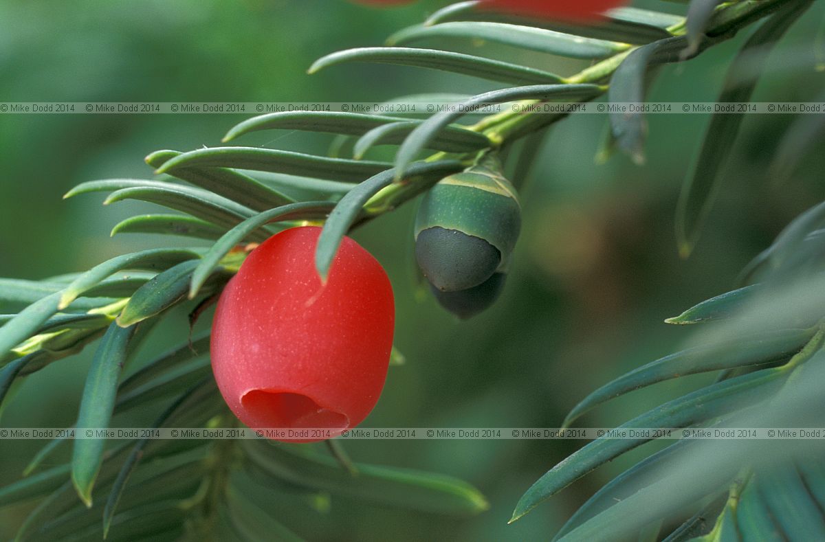 Taxus baccata Common yew