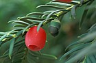 Taxus baccata Common yew