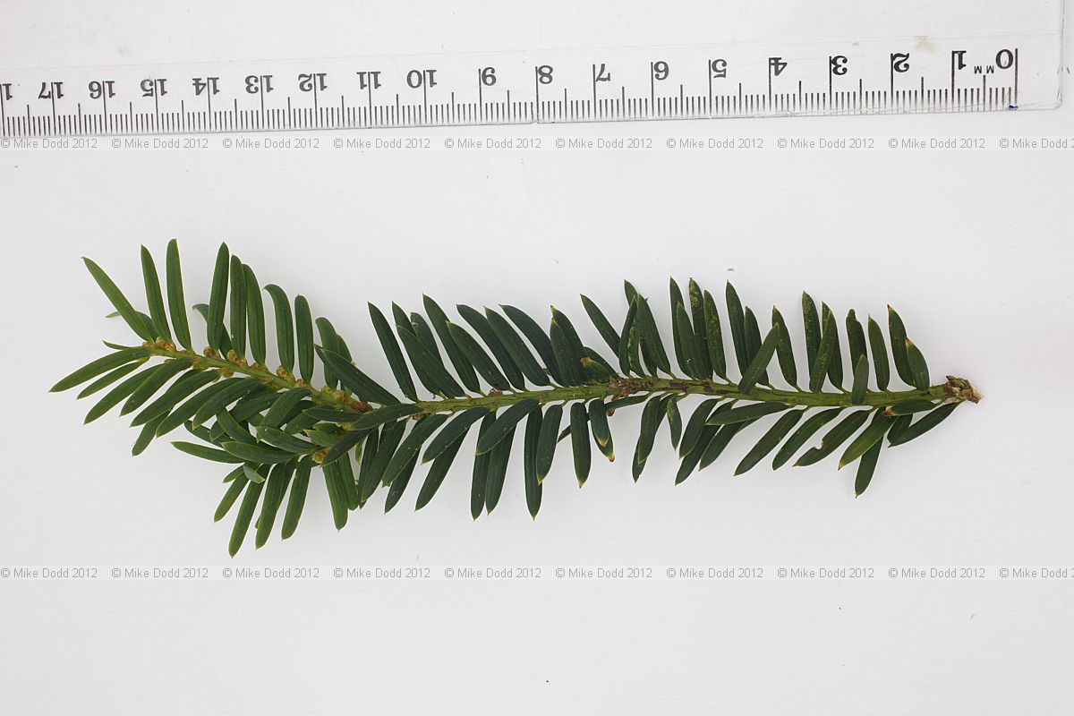 Taxus baccata Common Yew