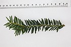 Taxus baccata Common Yew