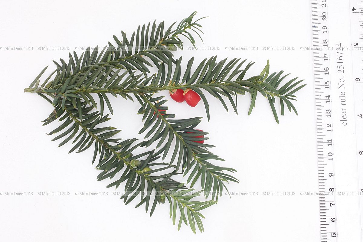 Taxus baccata Common Yew