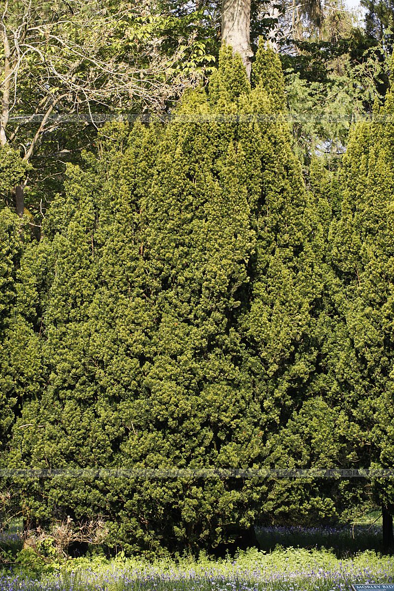 Taxus baccata 'Fastigiata Aurea' Golden fastigiate yew