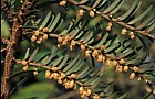 Taxus baccata Yew