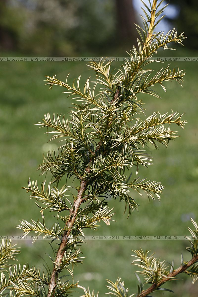 Taxus 'Groofes Gold'