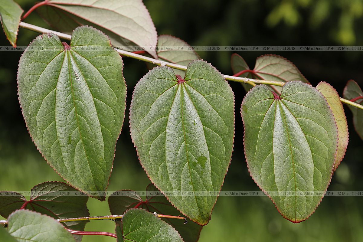 Tetracentron sinense Spur leaf