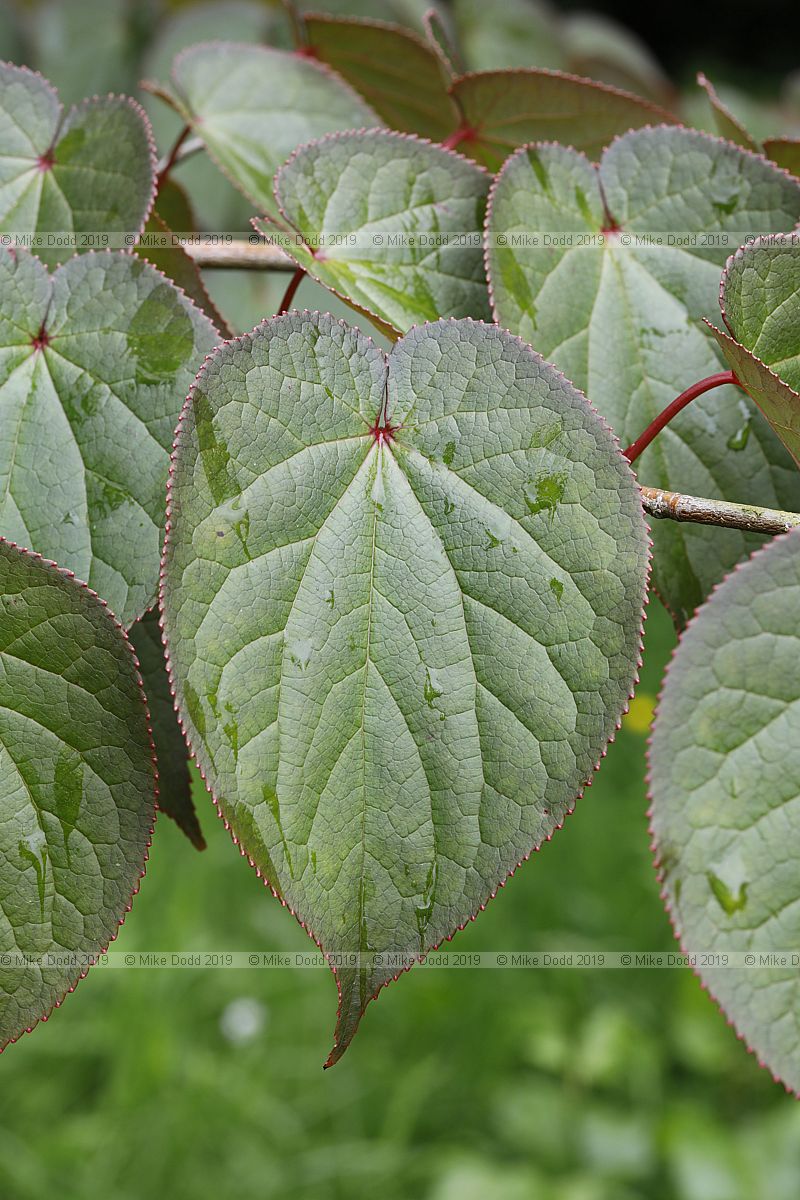 Tetracentron sinense Spur leaf