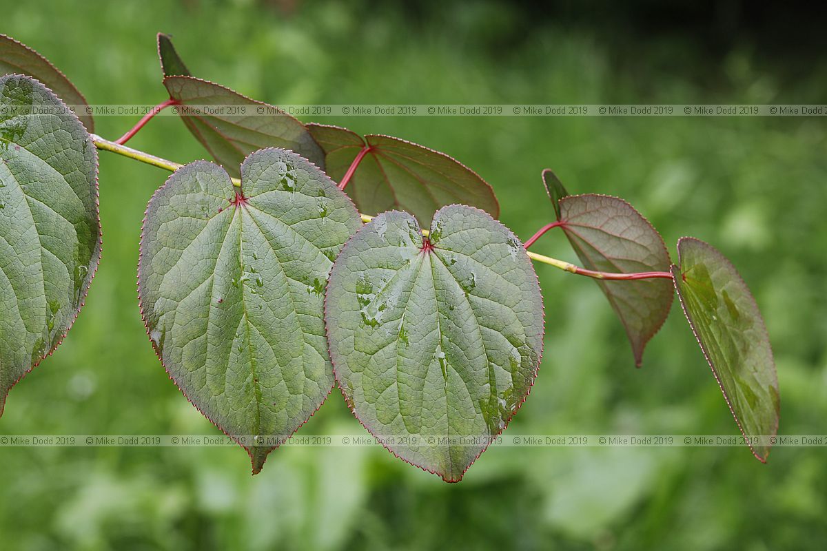 Tetracentron sinense Spur leaf