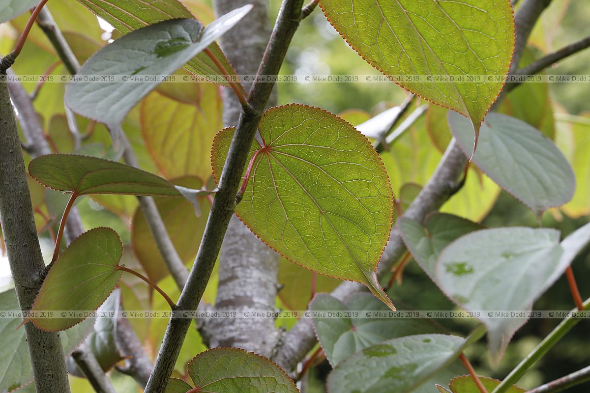 Tetracentron sinense Spur leaf