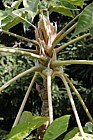 Tetrapanax papyrifer Rice-paper plant