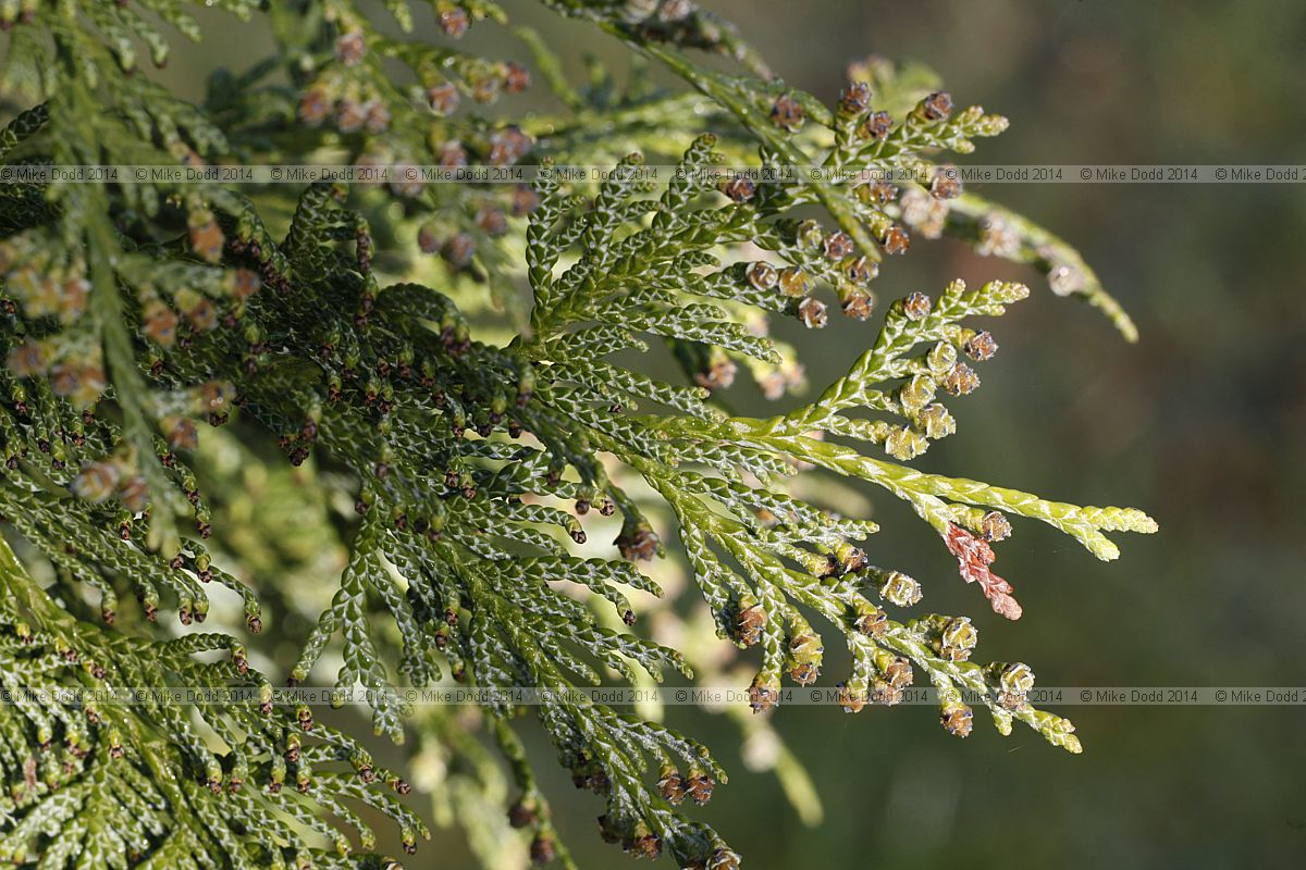 Thuja koraiensis Korean arbor-vitae