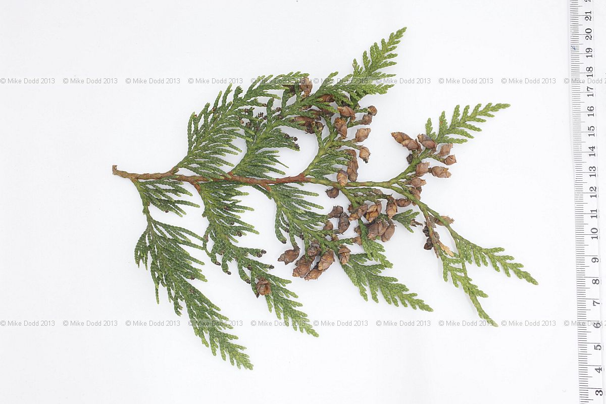 Thuja occidentalis Eastern White Cedar (?) (no pinapple smell, slight of apple or similar)