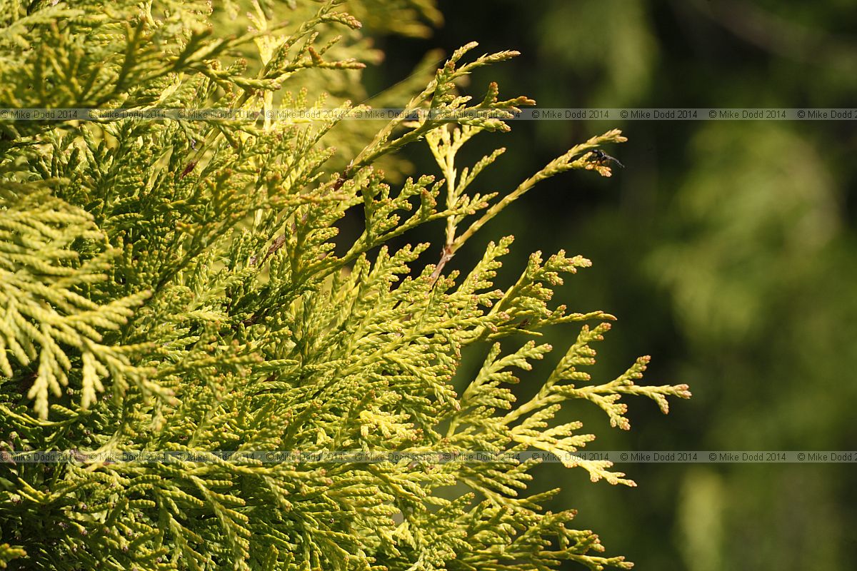 Thuja occidentalis 'Ellwangeriana aurea'