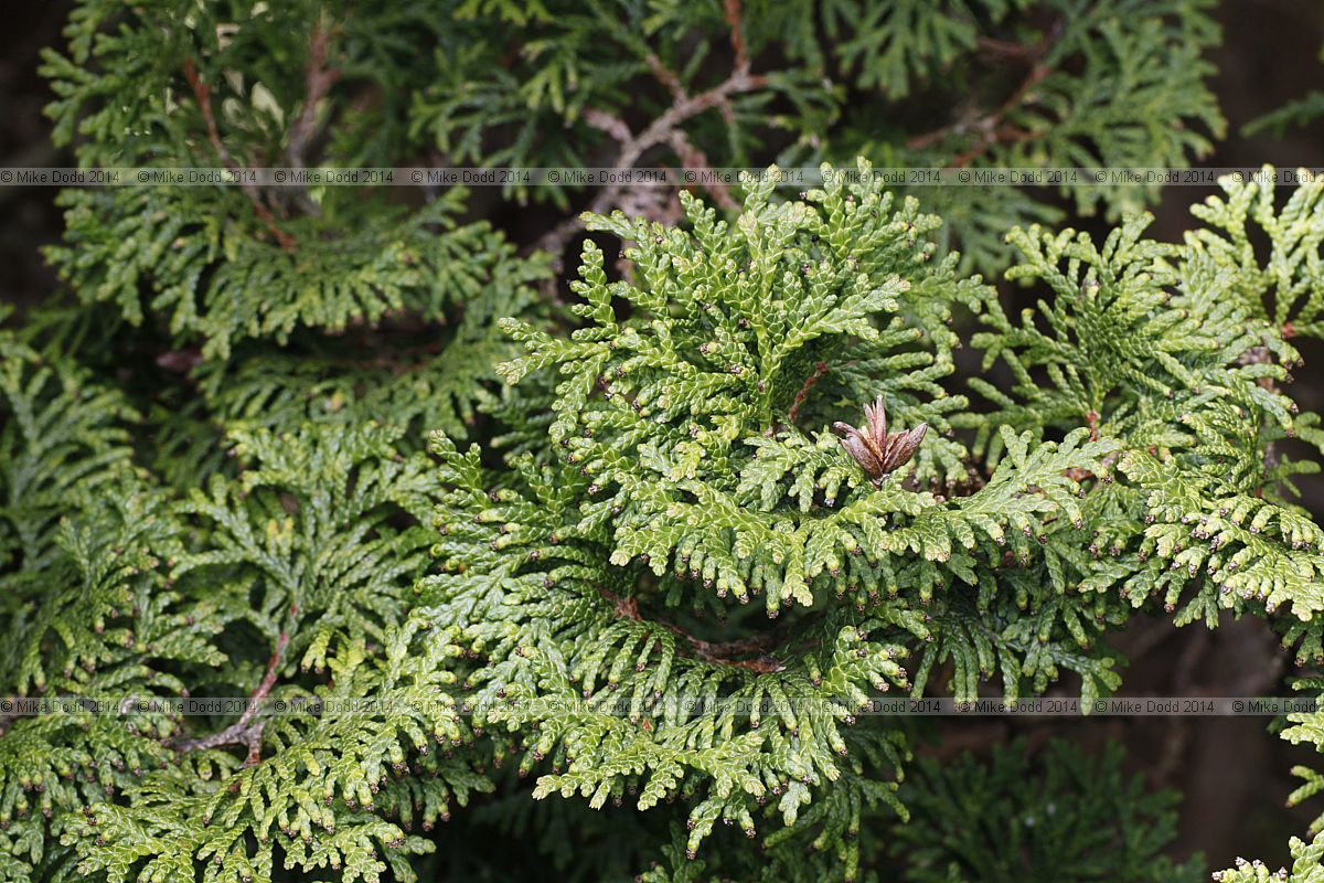 Thuja occidentalis 'Holmstrup'