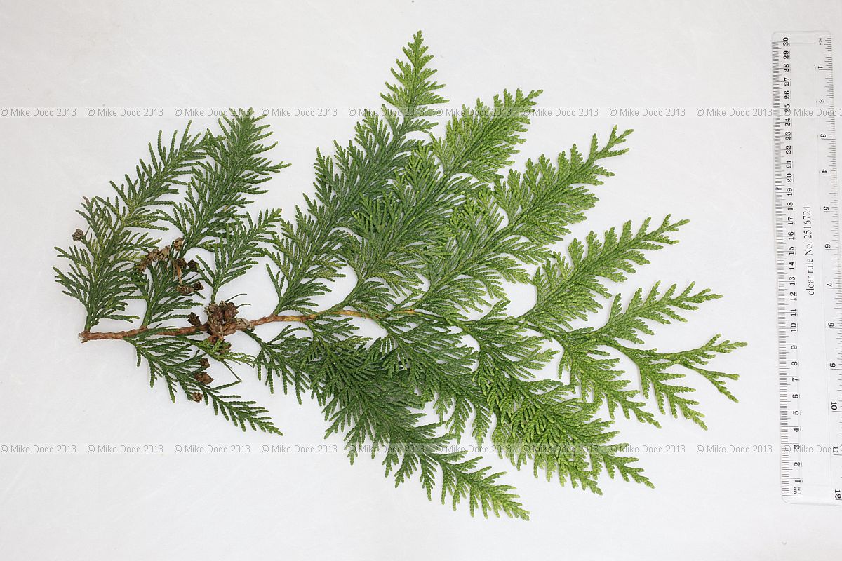 Thuja plicata Western Red Cedar