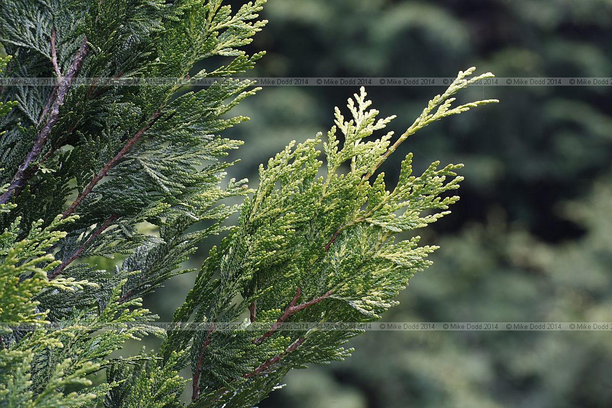 Thuja plicata 'Collyers Gold'