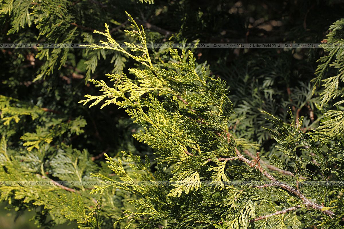 Thuja plicata 'December Gold'