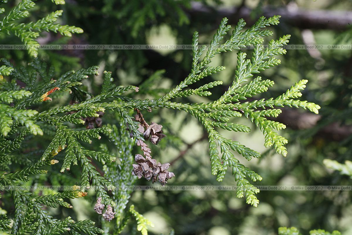 Thujopsis dolobrata Hiba