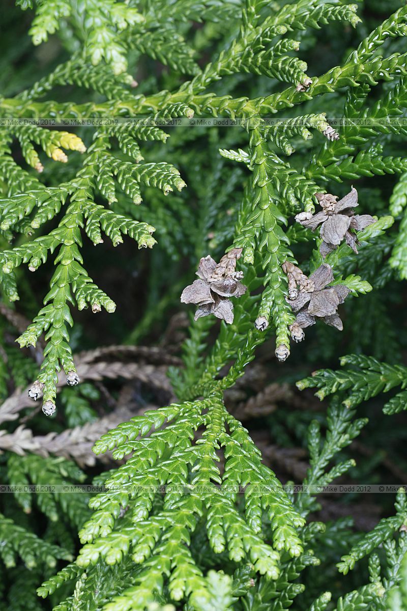 Thujopsis dolobrata Hiba