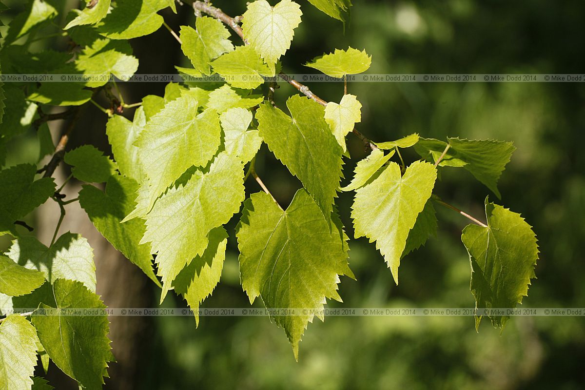 Tilia amurensis ssp amurensis