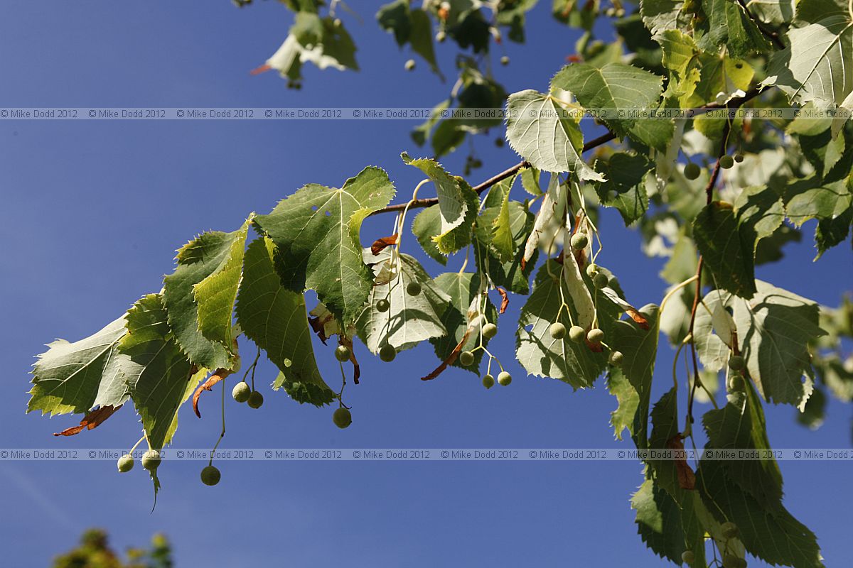 Tilia begonifolia
