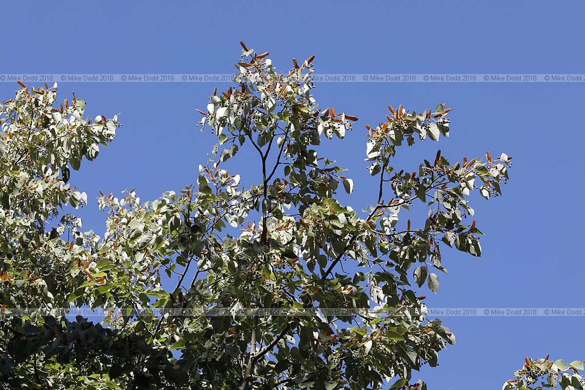 Tilia chenmoui (syn Tilia tuan var. chenmoui)