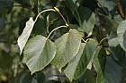 Tilia chinensis Chinese Lime