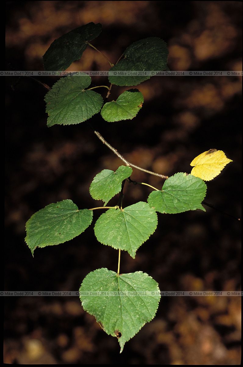 Tilia cordata Small-leaved Lime