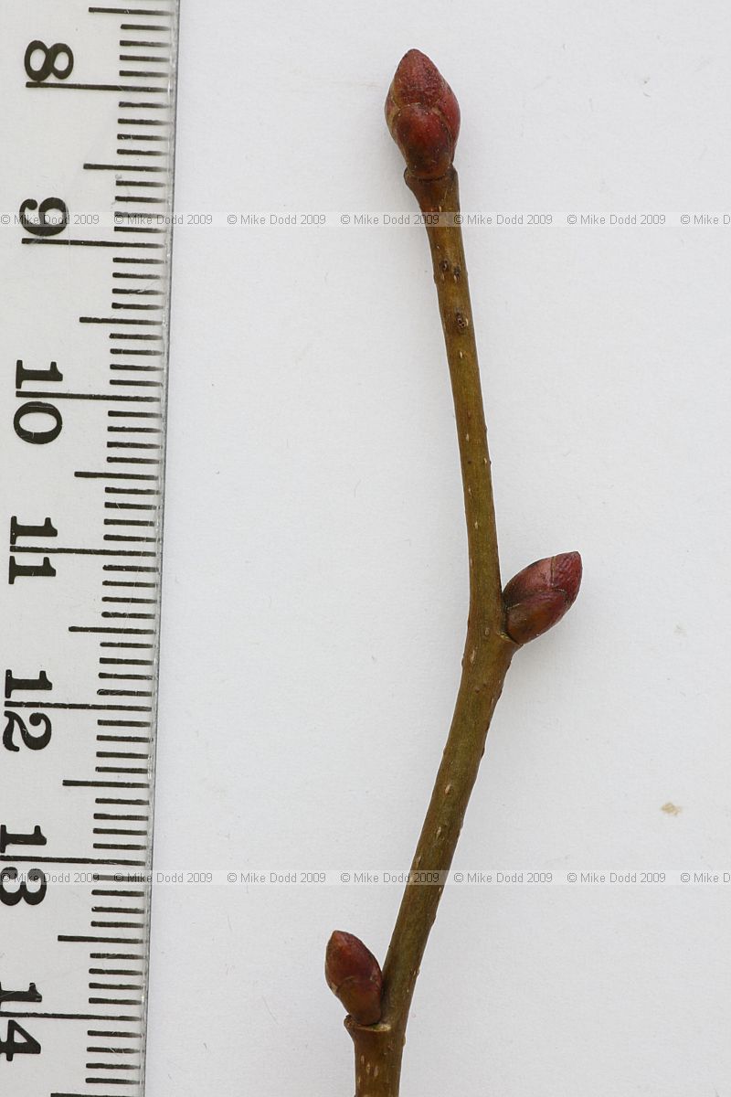 Tilia cordata Small-leaved Lime