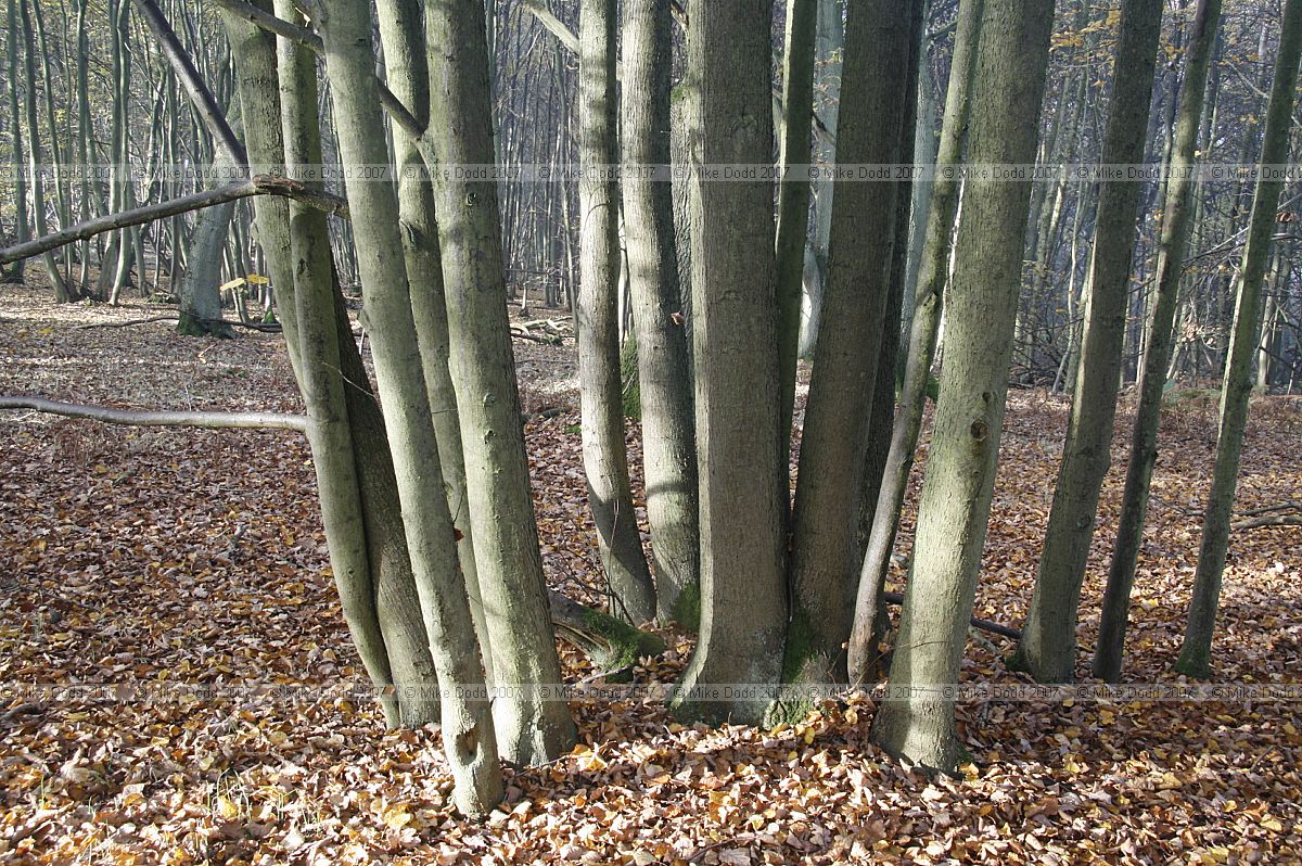 Tilia cordata Small-leaved lime