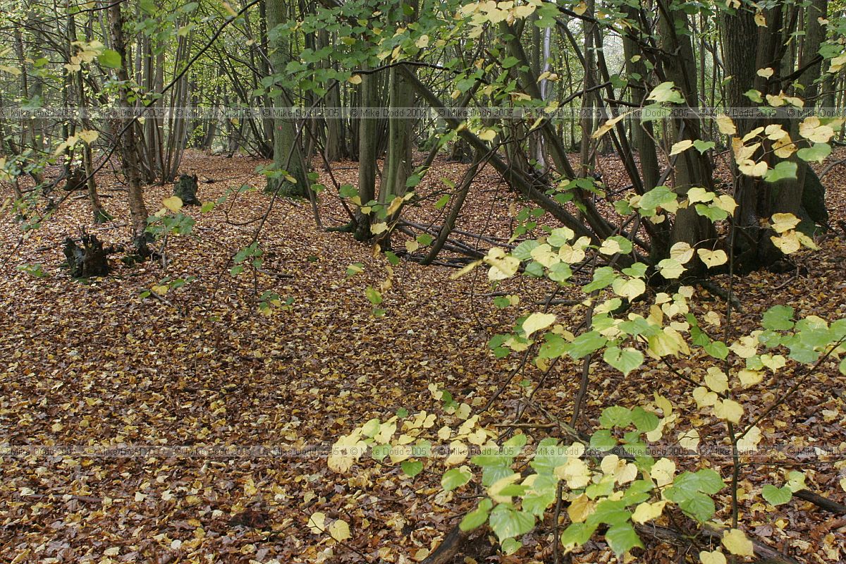 Tilia cordata Small-leaved Lime