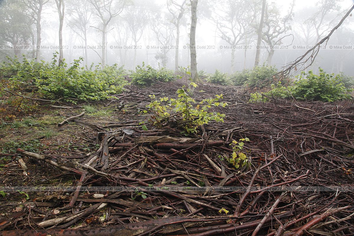 Tilia cordata Small-leaved Lime
