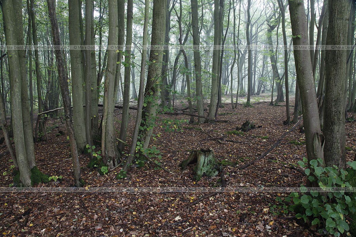 Tilia cordata Small-leaved Lime