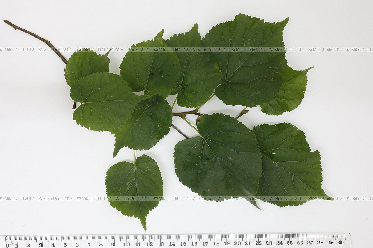 Tilia cordata Small-leaved Lime