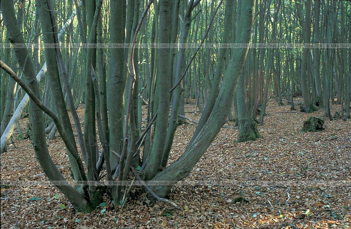 Tilia cordata Small leaved lime coppace Heath and Reach