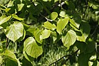 Tilia dasystyla ssp. caucasica