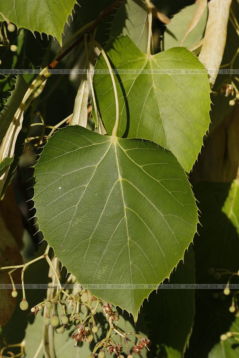 Tilia henryana var. subglabra
