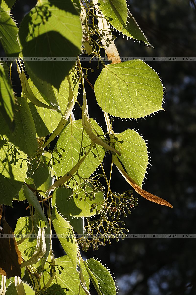 Tilia henryana var. subglabra