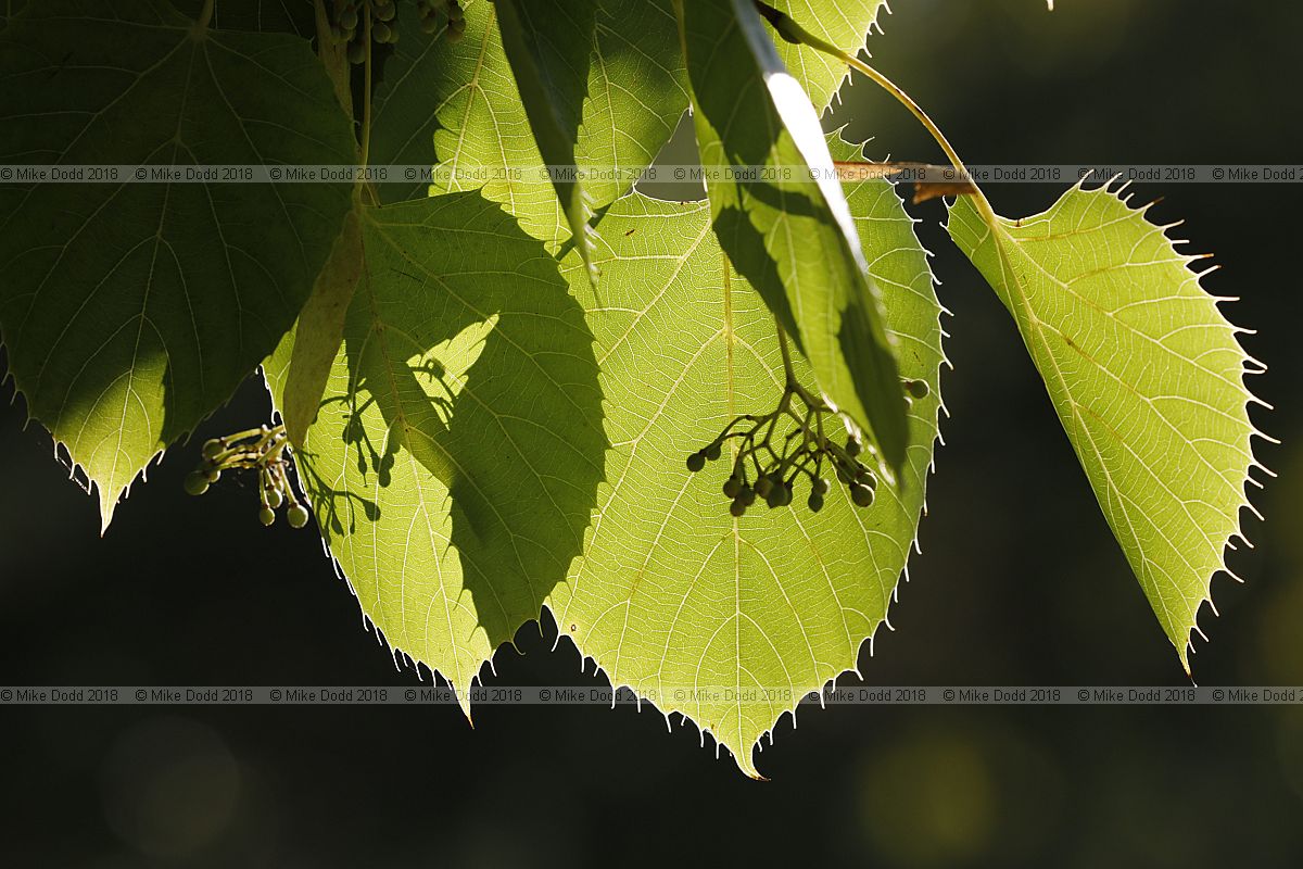 Tilia henryana var. subglabra