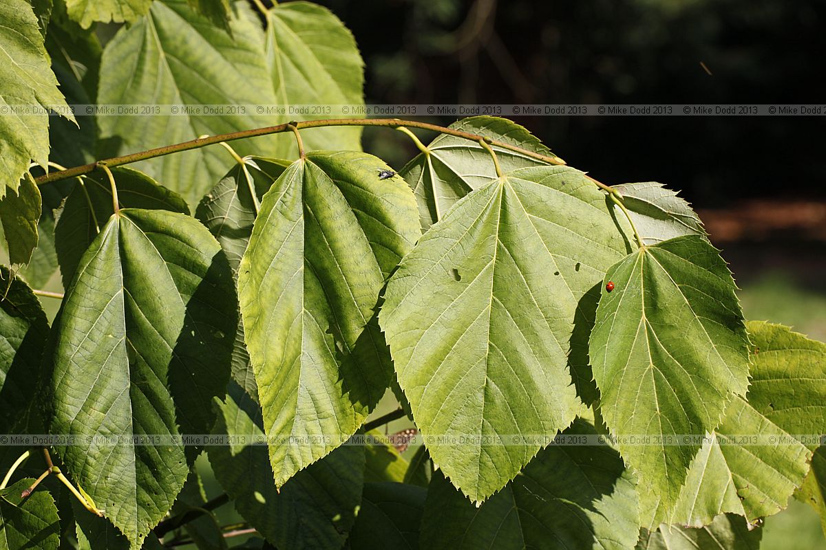 Tilia heterophylla ssp. heterophylla White Basswood