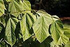 Tilia heterophylla ssp. heterophylla White Basswood