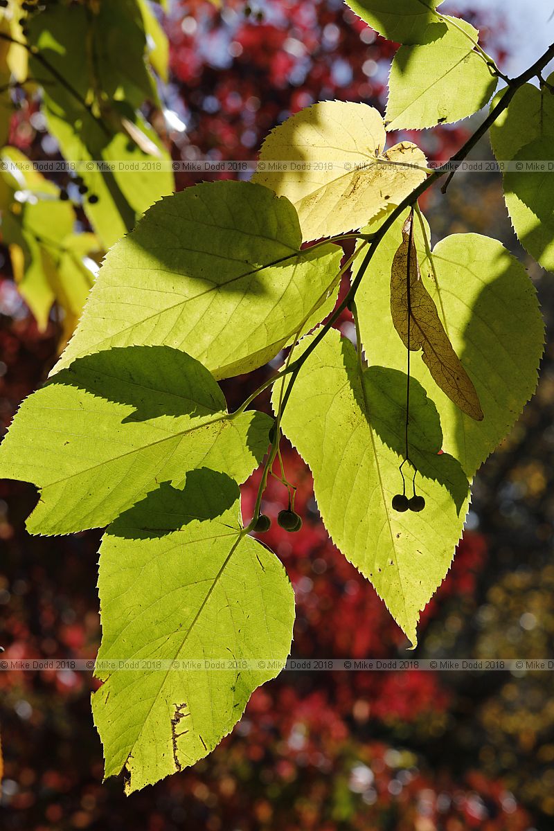 Tilia heterophylla var. michauxii