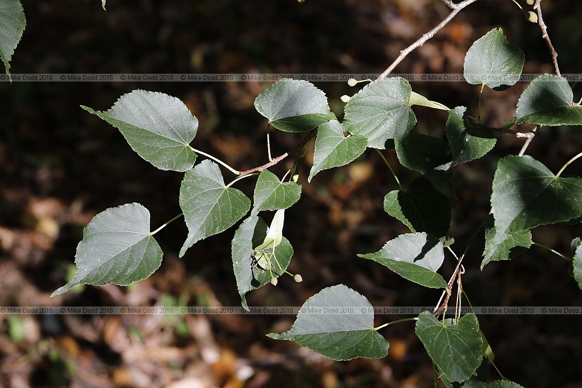 Tilia japonica Japanese lime