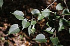 Tilia japonica Japanese lime