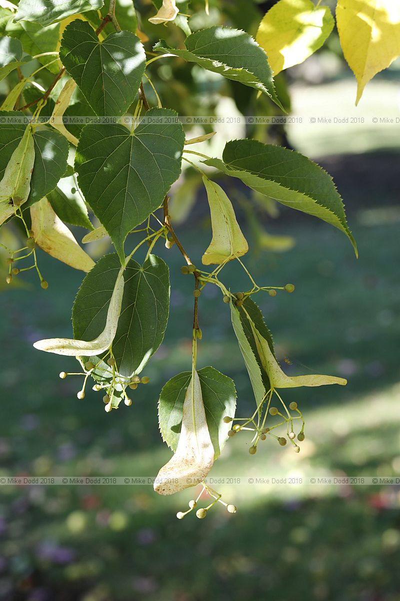 Tilia japonica Japanese lime