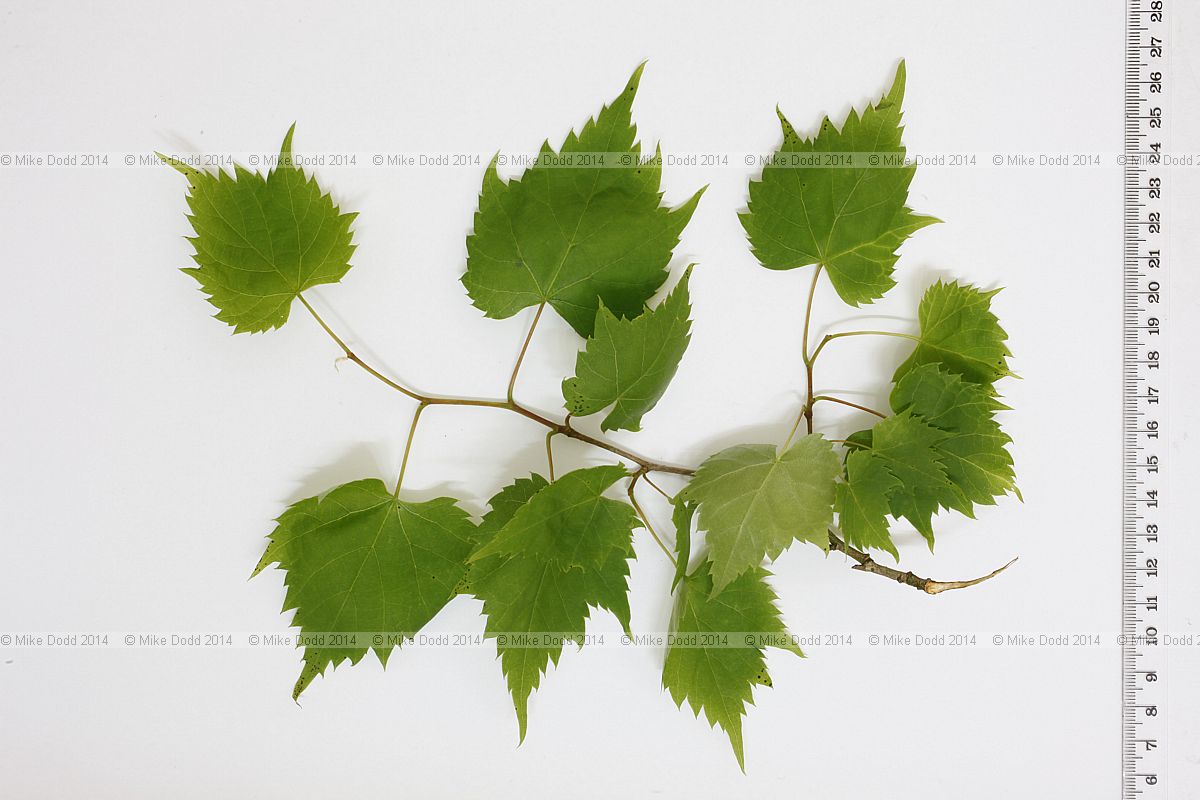 Tilia mongolica Mongolian Lime