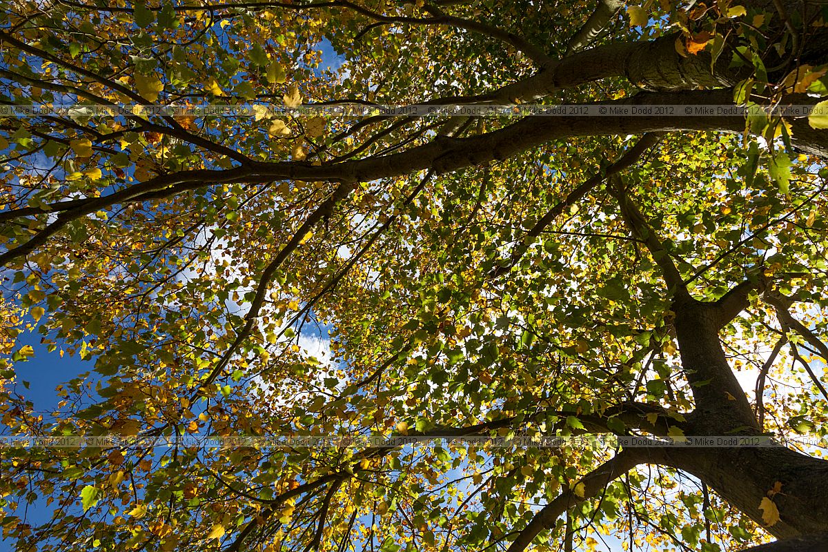 Tilia mongolica Mongolian Lime